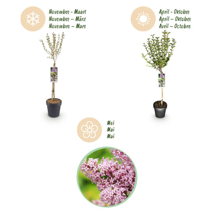 Syringa meyeri 'Palibin' op stam - Gewone sering - hoogte 90cm