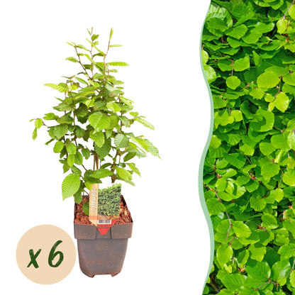 Carpinus betulus - Haagbeuk - hoogte 50-55cm