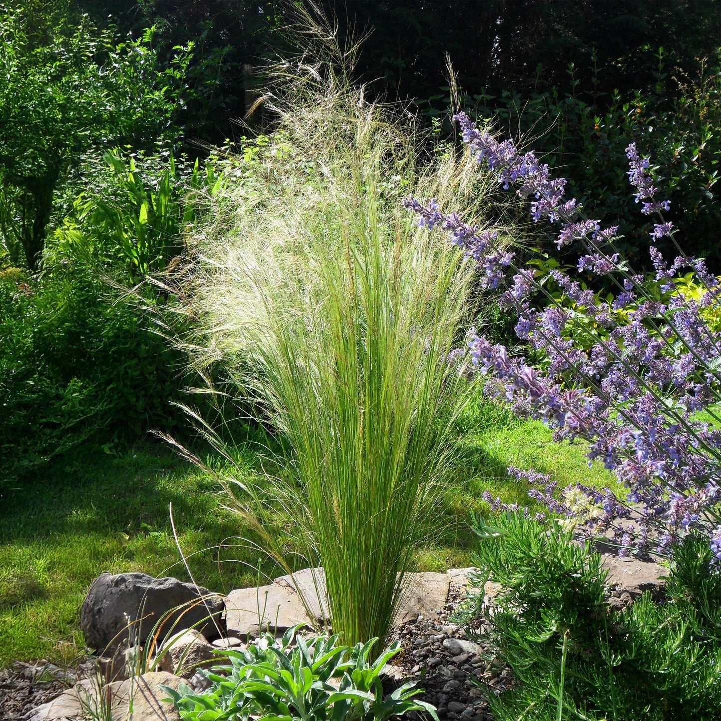 Green boutiQ - Siergrassen - Stipa tenuifolia Pony Tails - Groen - 2 Planten - Bladhoudend - Weinig Onderhoud - Pot 17cm Hoogte 50cm