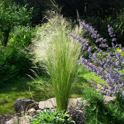 Green boutiQ - Siergrassen - Stipa tenuifolia Pony Tails - Groen - 2 Planten - Bladhoudend - Weinig Onderhoud - Pot 17cm Hoogte 50cm