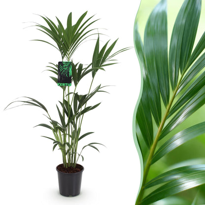 Howea Forsteriana - Kentia Palm - pot 21cm - hoogte 120-130cm