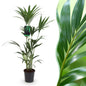 Howea Forsteriana - Kentia Palm - pot 21cm - hoogte 120-130cm