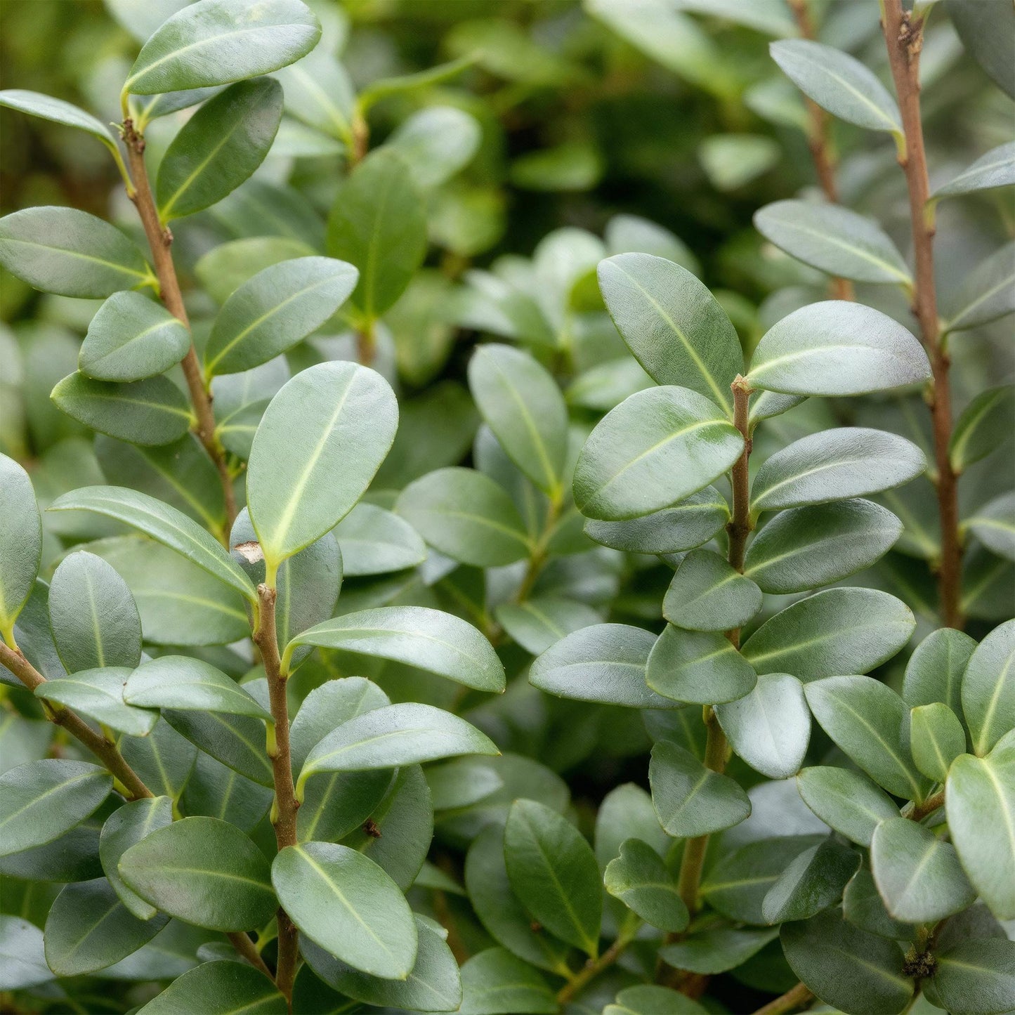 Ilex crenata 'Caroline Upright' - Japanse Hulst - 8 planten - pot 9cm - hoogte 25-30cm