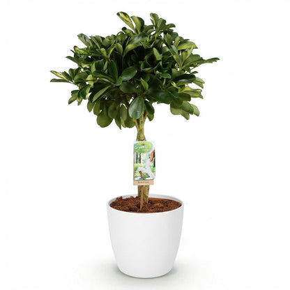 Schefflera Gold Capelle - Vingerboom - incl. pot wit - pot 21cm - hoogte 70-80cm