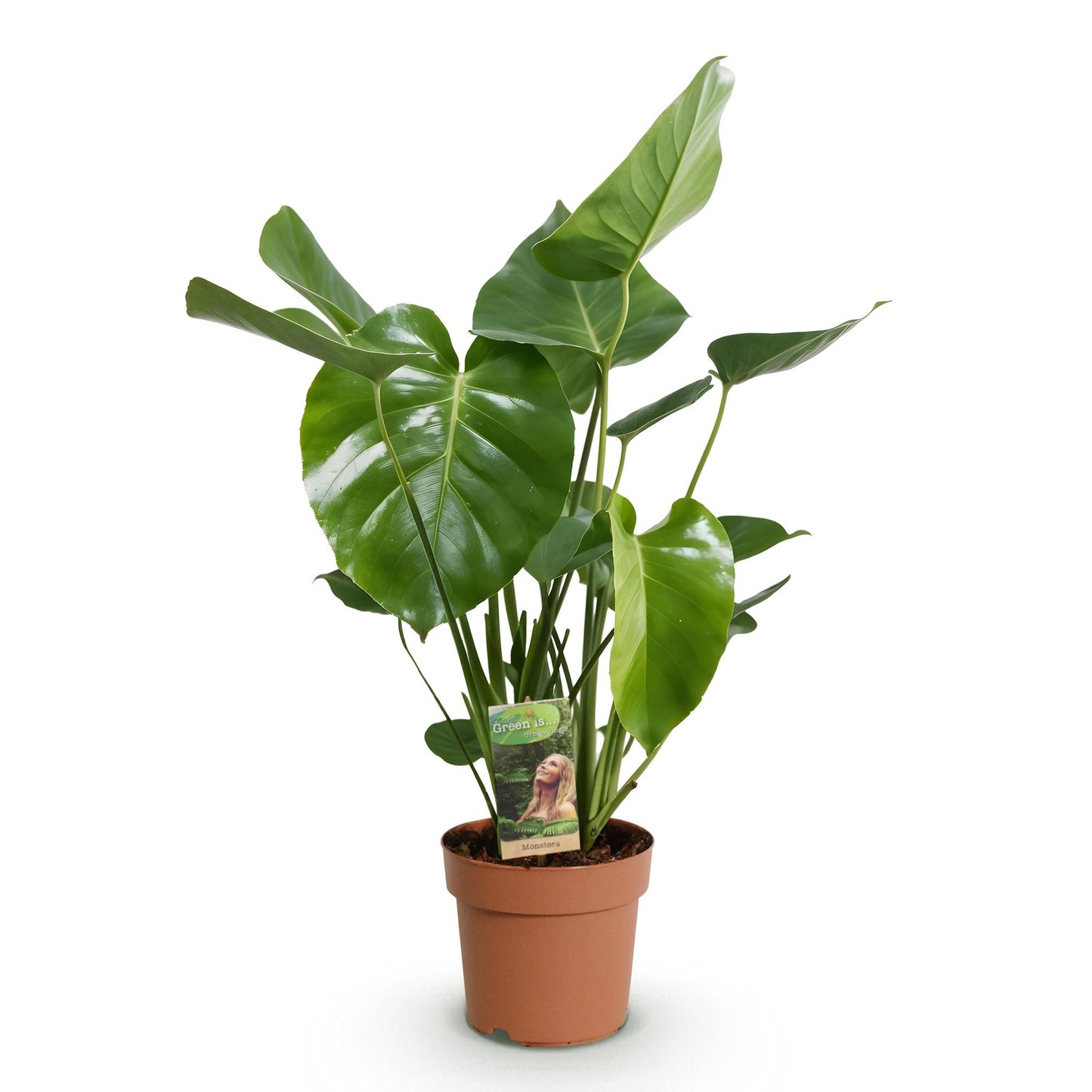 Green BoutiQ - Green is... Kamerplanten - Monstera Deliciosa - Gatenplant - Weinig onderhoud - Groen - 1 Plant - Pot 21cm - Hoogte 70-80cm