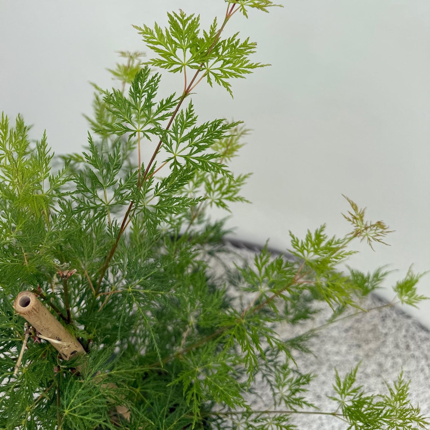 Acer palmatum 'Emerald Lace' - Japanse Esdoorn - hoogte 70cm