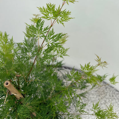 Acer palmatum 'Emerald Lace' - Japanse Esdoorn - hoogte 70cm