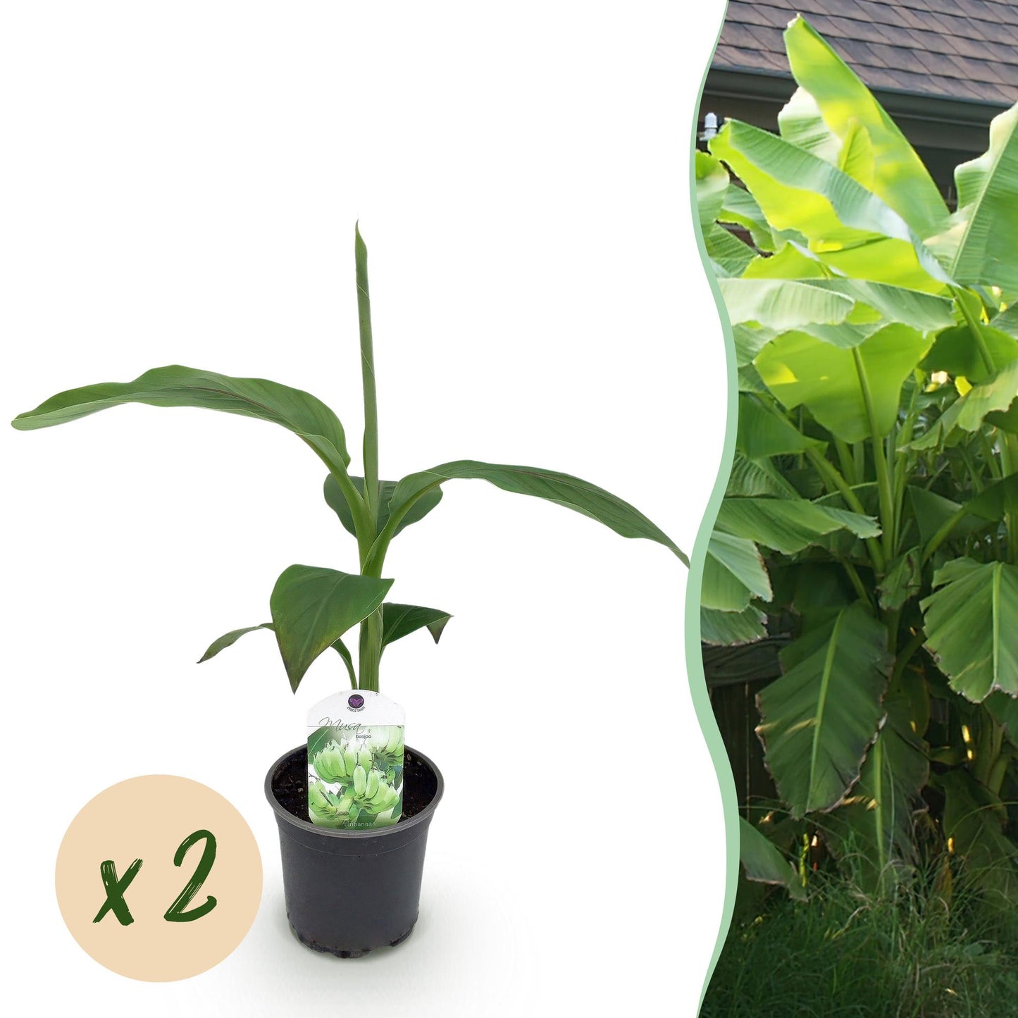 Musa 'Basjoo' - winterharde Bananenboom - 2 planten - Pot 12cm - Hoogte 30cm