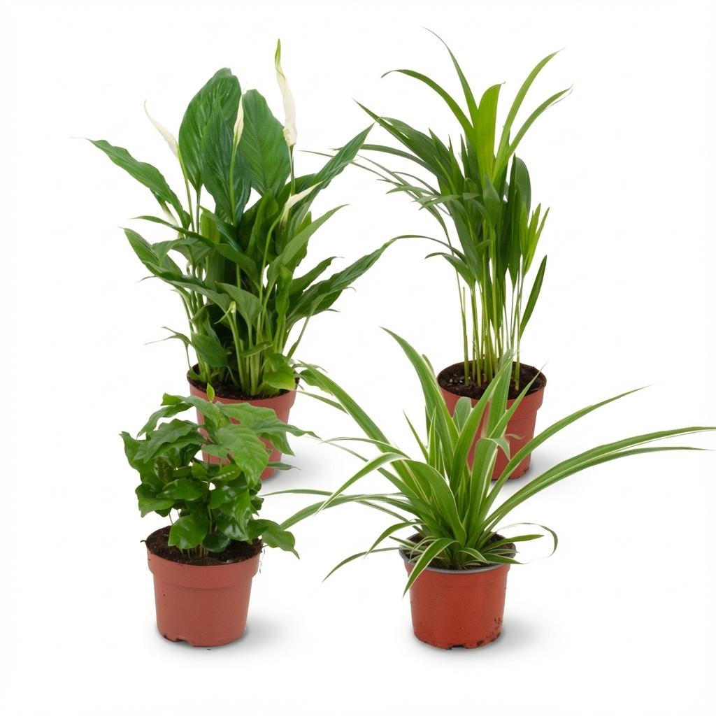 Luchtzuiverende Kamerplanten - Ø 12 cm - Hoogte: 30-40 cm