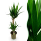 Green boutiQ - Kamerplant - Yucca elephantipes - Yucca - Weinig onderhoud - Groen - 1 - Pot 19cm - Hoogte 95cm