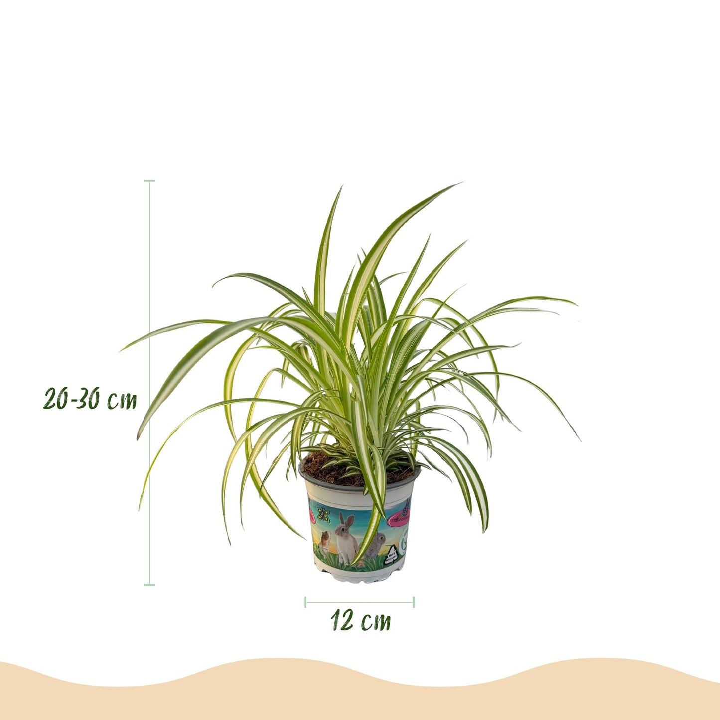 Green boutiQ - Kamerplant - Cyperus - Calissia - Chlorophytum - Mix van 3 - Huisdiervriendelijke Planten - Groen - 3 Planten - met Mand - Pot 12cm - Hoogte 20cm