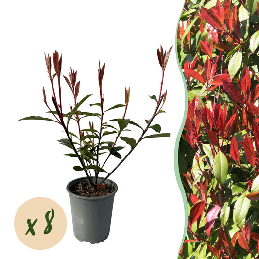 Photinia fraseri 'Carre Rouge' - Glansmispel - hoogte 30-35cm