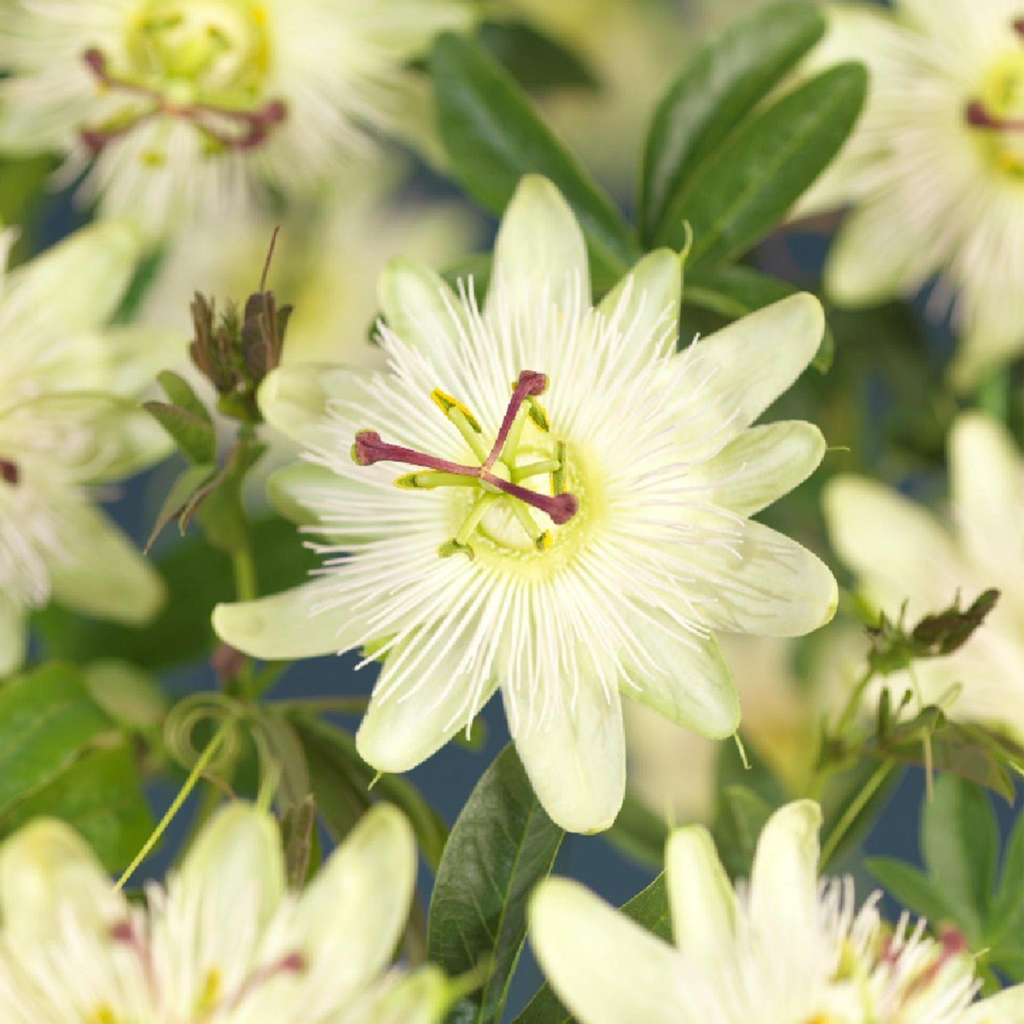Passiflora 'Avalanche' - Passiebloem