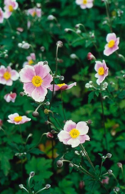 Anemone tom. 'Robustissima' - Anemoon