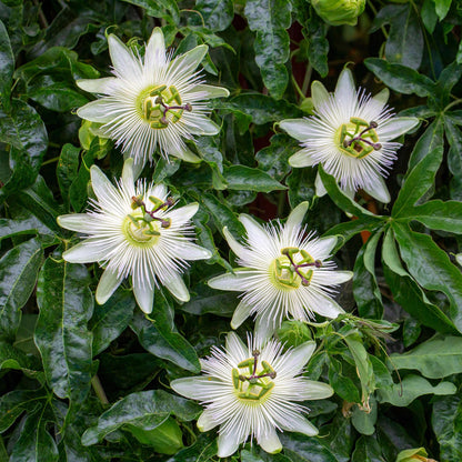 Passiflora 'Avalanche' - Passiebloem