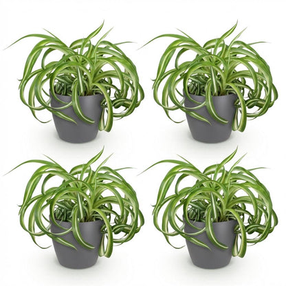 Green boutiQ - Kamerplant - Chlorophytum comosum Bonnie - Krullende Graslelie - Huisdiervriendelijke Plant - Groen - 4 Planten - met Potter Grijs - Pot 12cm - Hoogte 20cm