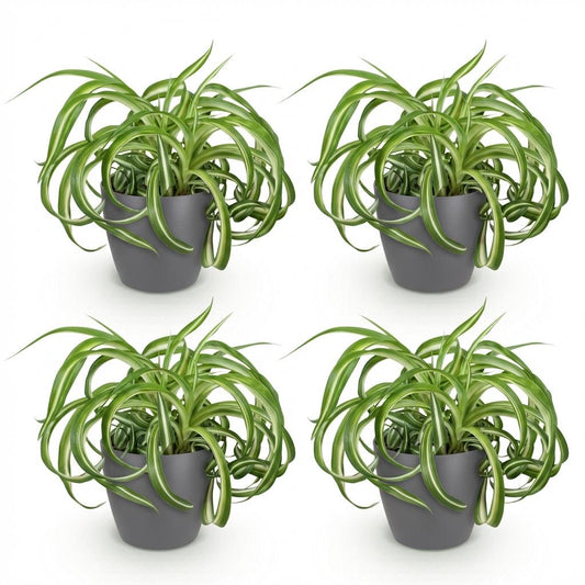 Green boutiQ - Kamerplant - Chlorophytum comosum Bonnie - Krullende Graslelie - Huisdiervriendelijke Plant - Groen - 4 Planten - met Potter Grijs - Pot 12cm - Hoogte 20cm