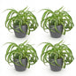 Green boutiQ - Kamerplant - Chlorophytum comosum Bonnie - Krullende Graslelie - Huisdiervriendelijke Plant - Groen - 4 Planten - met Potter Grijs - Pot 12cm - Hoogte 20cm
