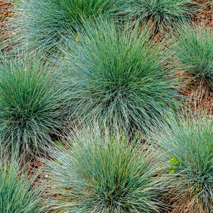 Festuca gautieri - Zwenkgras