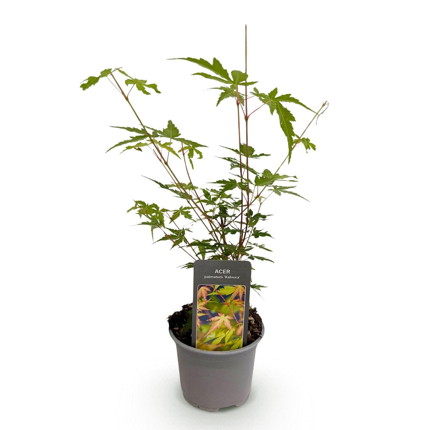 Acer palmatum 'Sangokaku' - Japanse Esdoorn - hoogte 35cm