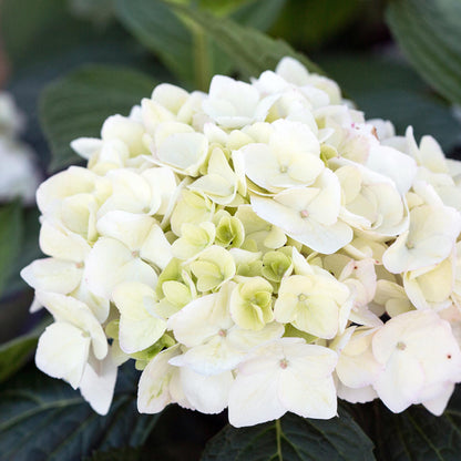 Hydrangea 'Endles Summer The Bride' - Witte Hortensia - hoogte 20-25cm