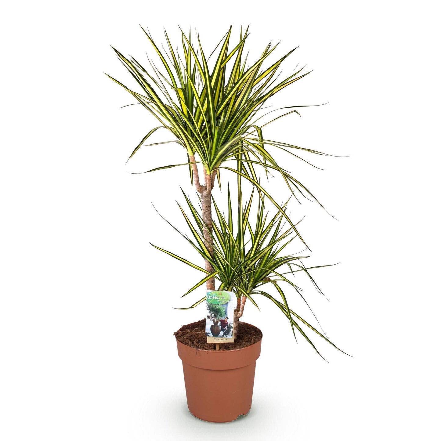 Dracaena Sunray - Drakenbloedboom - pot 21cm - hoogte 90-100cm