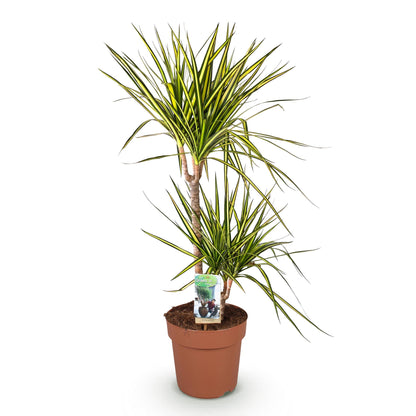 Dracaena Sunray - Drakenbloedboom - pot 21cm - hoogte 90-100cm