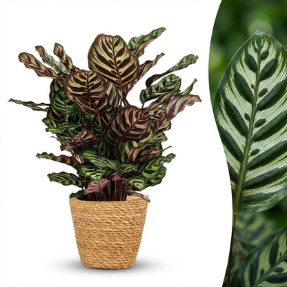 Green boutiQ - Kamerplant - Pauwenplant - Calathea Makoyana - Groen - Weinig onderhoud - 1 Plant - met Mand - Pot 19cm - Hoogte 70cm