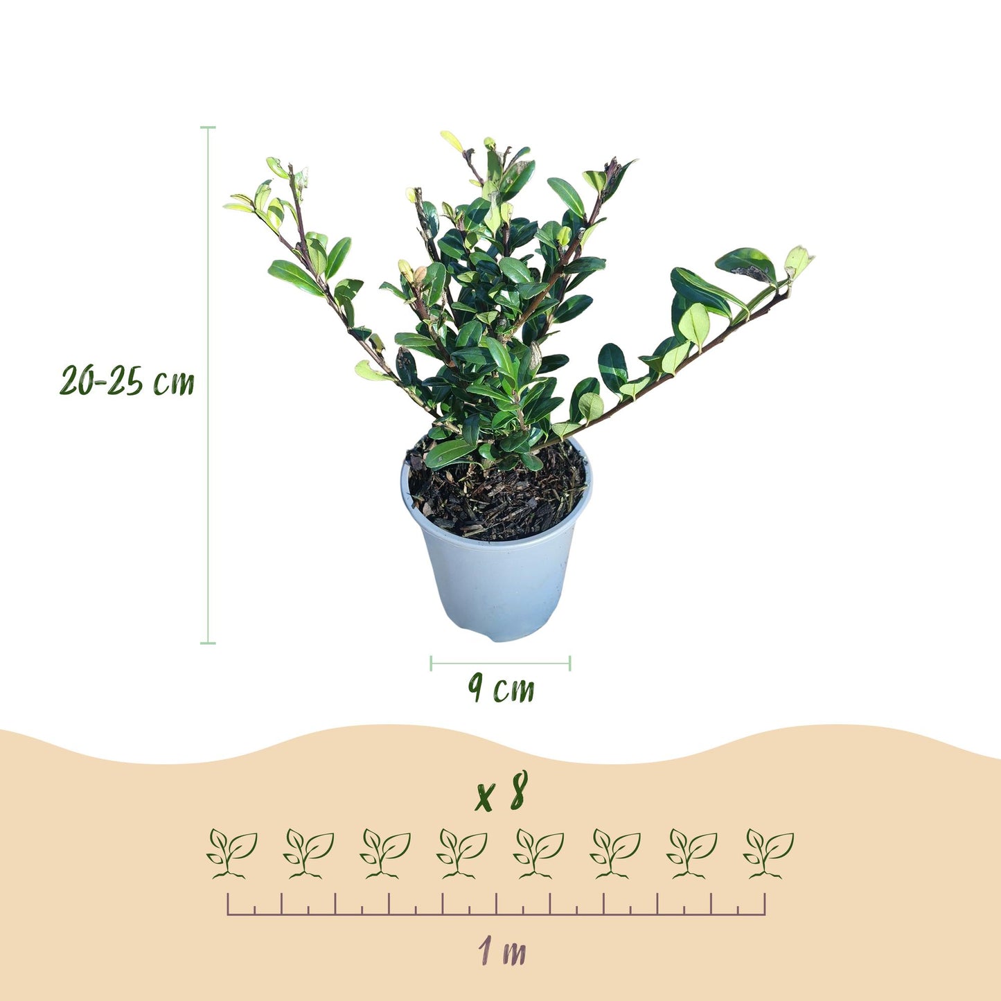 Ilex crenata 'Caroline Upright' - Japanse Hulst - 8 planten - pot 9cm - hoogte 25-30cm