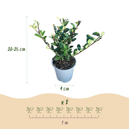 Ilex crenata 'Caroline Upright' - Japanse Hulst - 8 planten - pot 9cm - hoogte 25-30cm