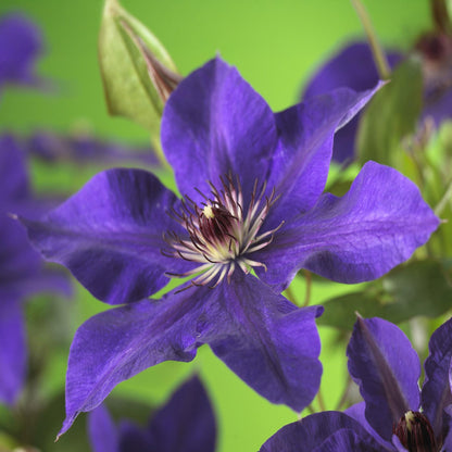 Clematis 'The President' - Clematis - 2 planten - Pot 11cm - Hoogte 40cm