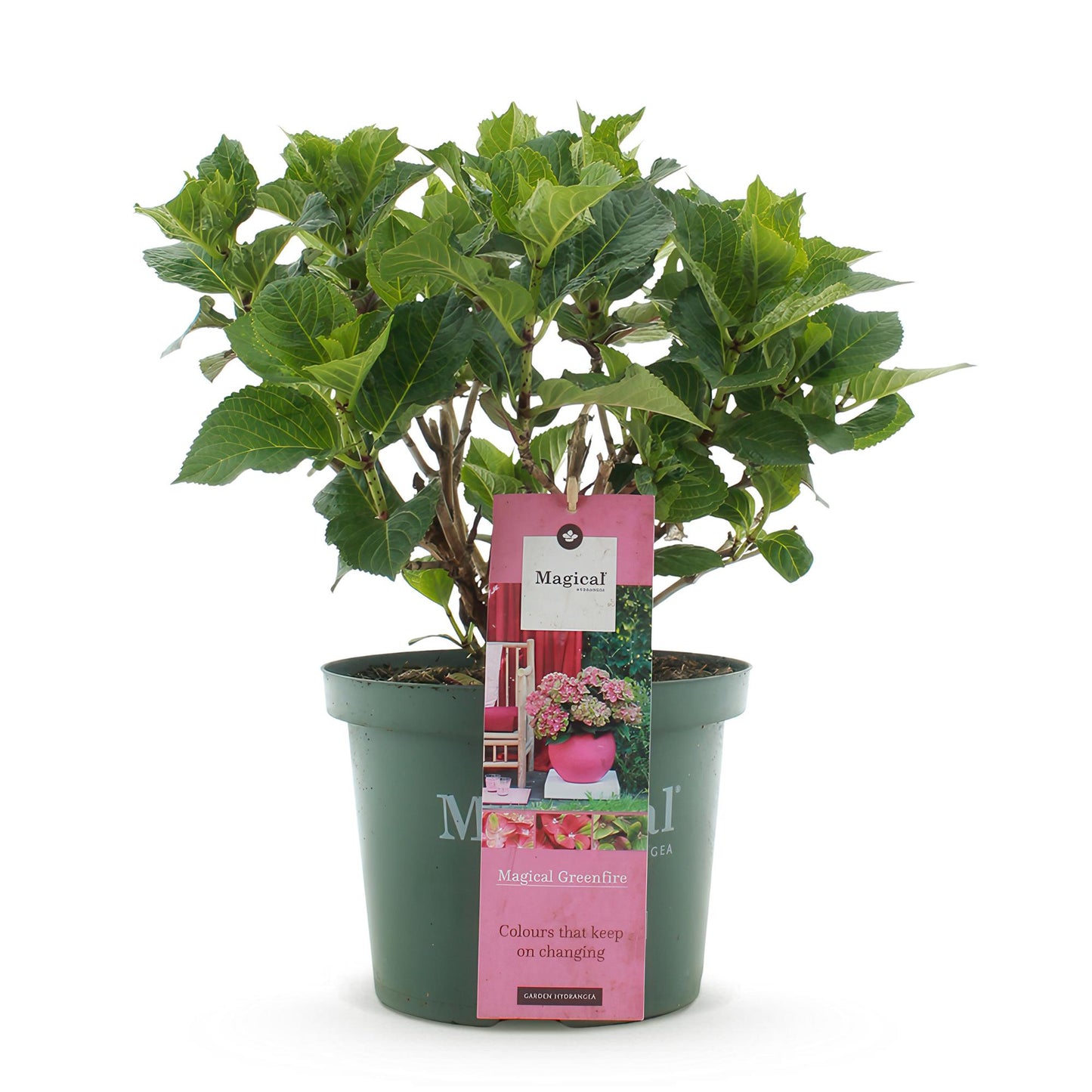Hydrangea 'Magical Green Fire' - Rozegroene Hortensia - 6-10 bloemen - hoogte 50cm