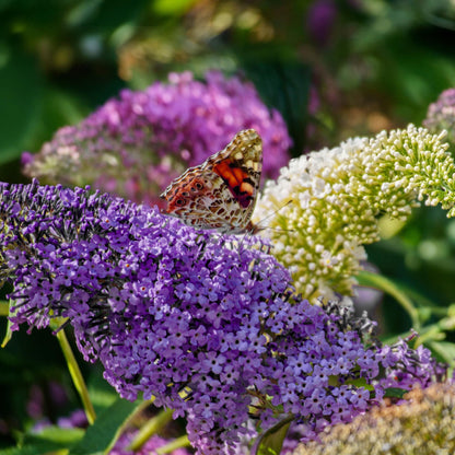 Buddleja davidii 'Tricolour' - Vlinderstruik - hoogte 30cm
