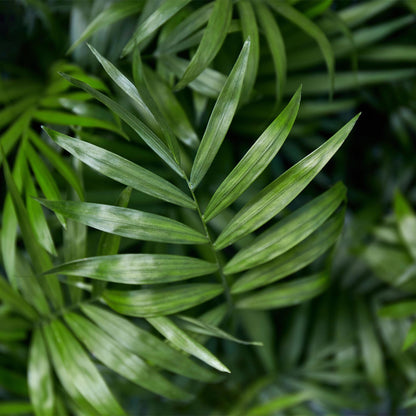 Green boutiQ - Kamerplant - Chamaedorea elegans - Goudpalm - Huisdiervriendelijke Plant - Groen - 2 Planten - met Potter Grijs - Pot 12cm - Hoogte 15cm