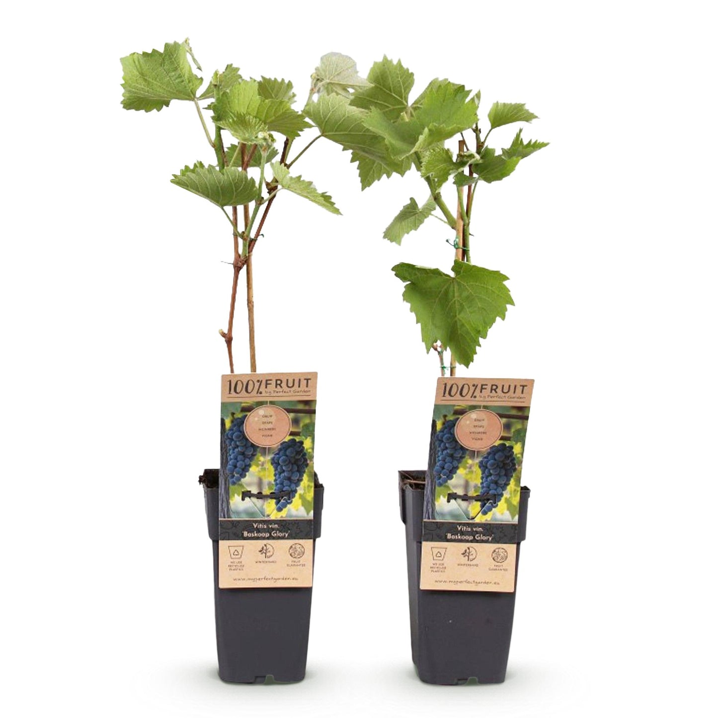 Vitis vinifera 'Boskoop Glory' - Blauwe Druif