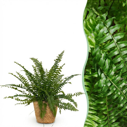 Green boutiQ - Kamerplant - Nephrolepsis exaltata Green Lady - Varen - Huisdiervriendelijke Plant - Groen - 1 Plant - met Mand - Pot 12cm - Hoogte 25cm