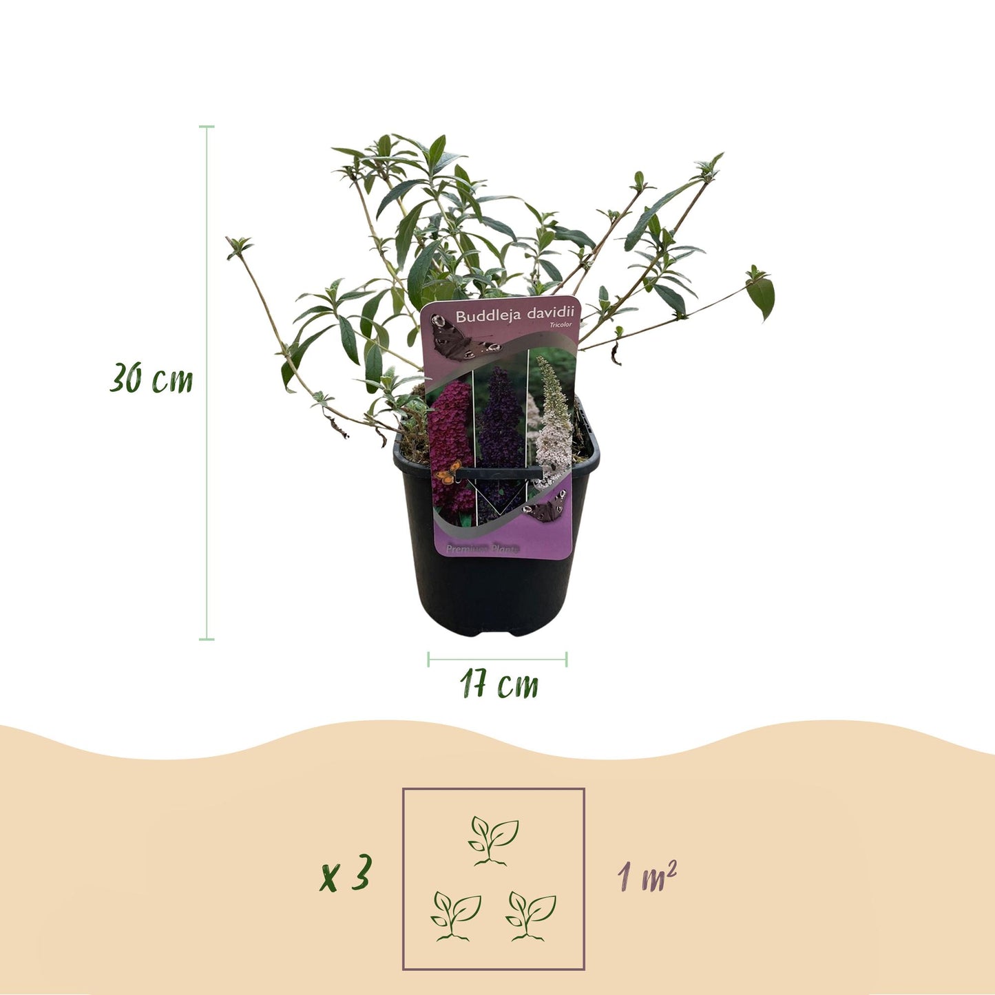 Buddleja davidii 'Tricolour' - Vlinderstruik - hoogte 30cm