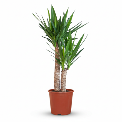 Yucca Elephantipes - Palmlelie - pot 21cm - hoogte 80 - 90cm