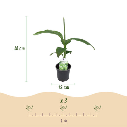Musa 'Basjoo' - winterharde Bananenboom - 4 planten - Pot 12cm - Hoogte 30cm
