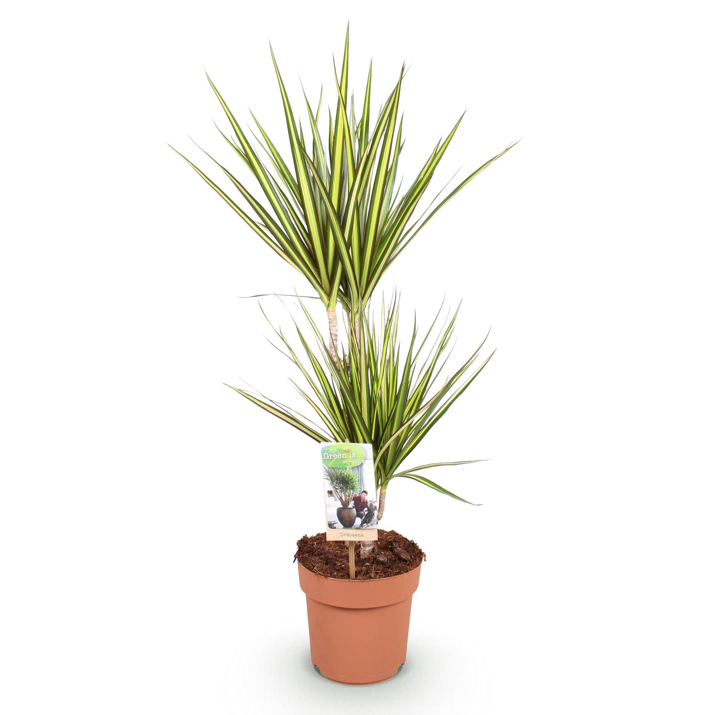 Dracaena Sunray - Drakenbloedboom - 1 plant - pot 17cm - hoogte 70-75cm