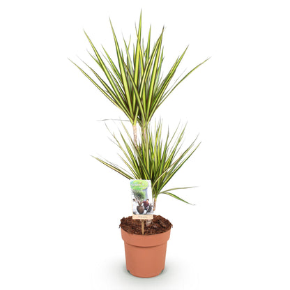 Dracaena Sunray - Drakenbloedboom - 1 plant - pot 17cm - hoogte 70-75cm