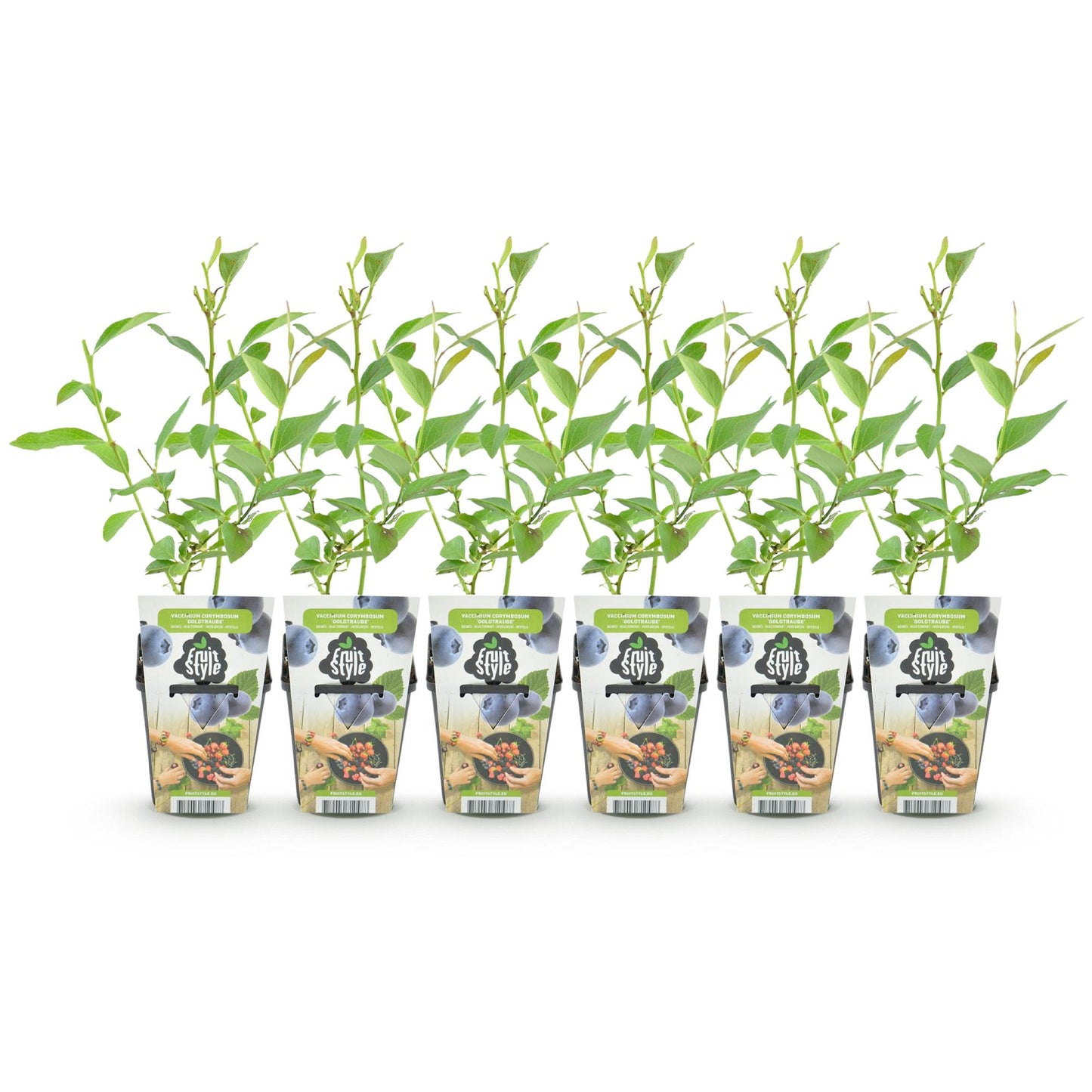 Vaccinium corymbossum 'Goldtraube' - Blauwe bes - 6 planten - Pot 9cm