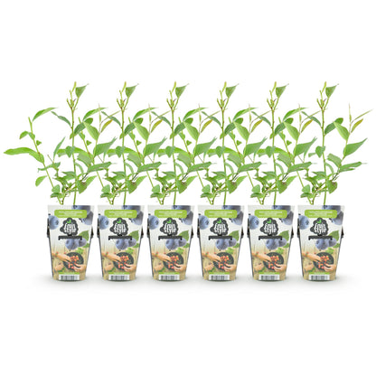Vaccinium corymbossum 'Goldtraube' - Blauwe bes - 6 planten - Pot 9cm