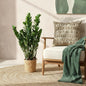 Zamioculcas - ZZ-plant - incl. mand - pot 21cm - hoogte 80-90cm