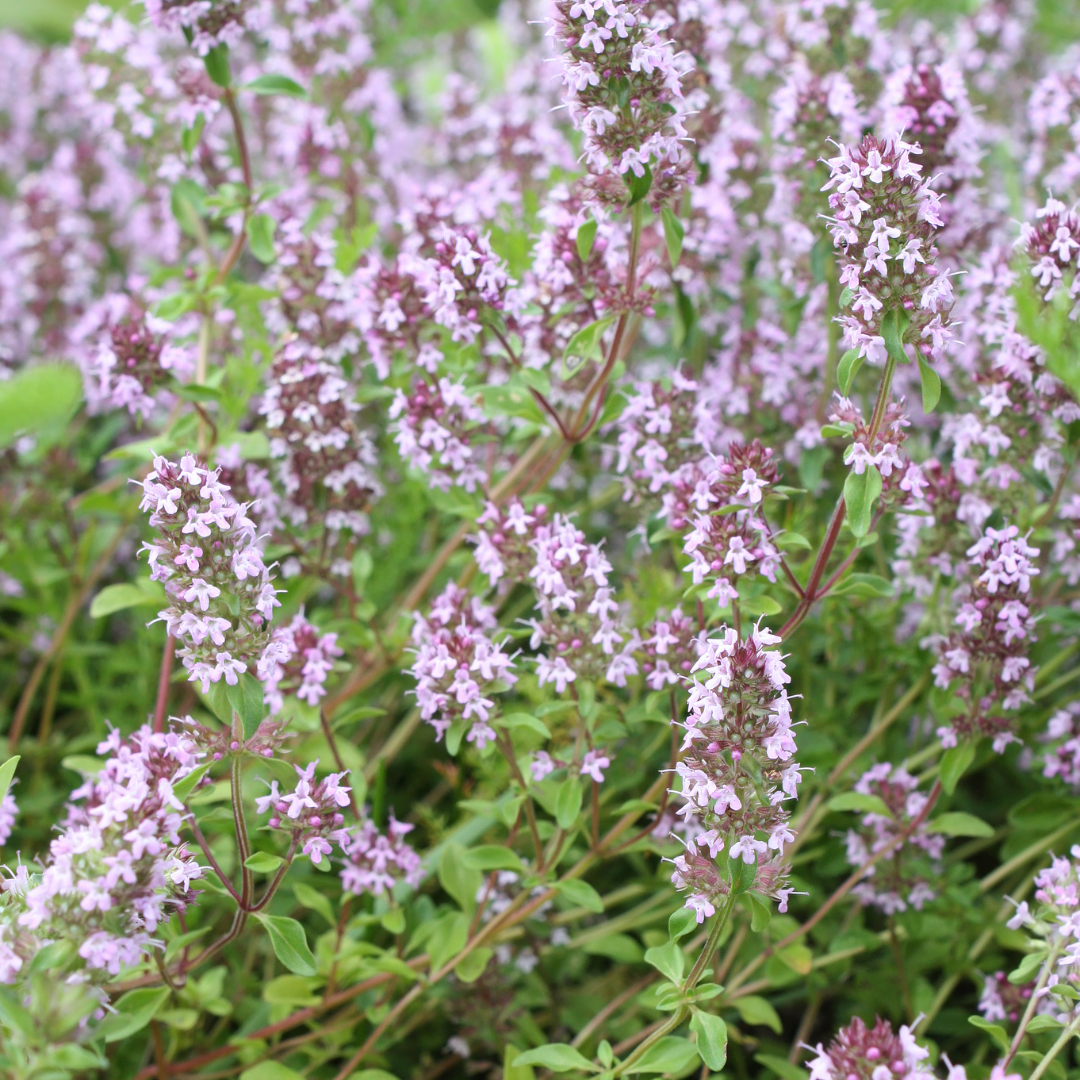 Thymus vulgaris - Keukentijm