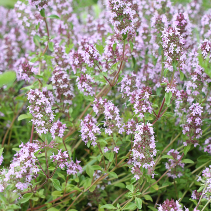 Thymus vulgaris - Keukentijm