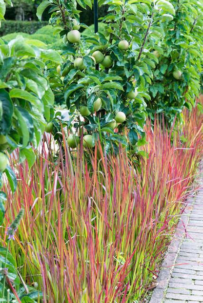 Imperata cylindrica 'Red Baron' Japans Bloedgras