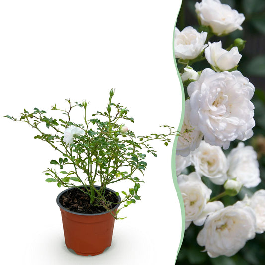 Rosa 'White Fairy' - Roos - hoogte 20-25cm
