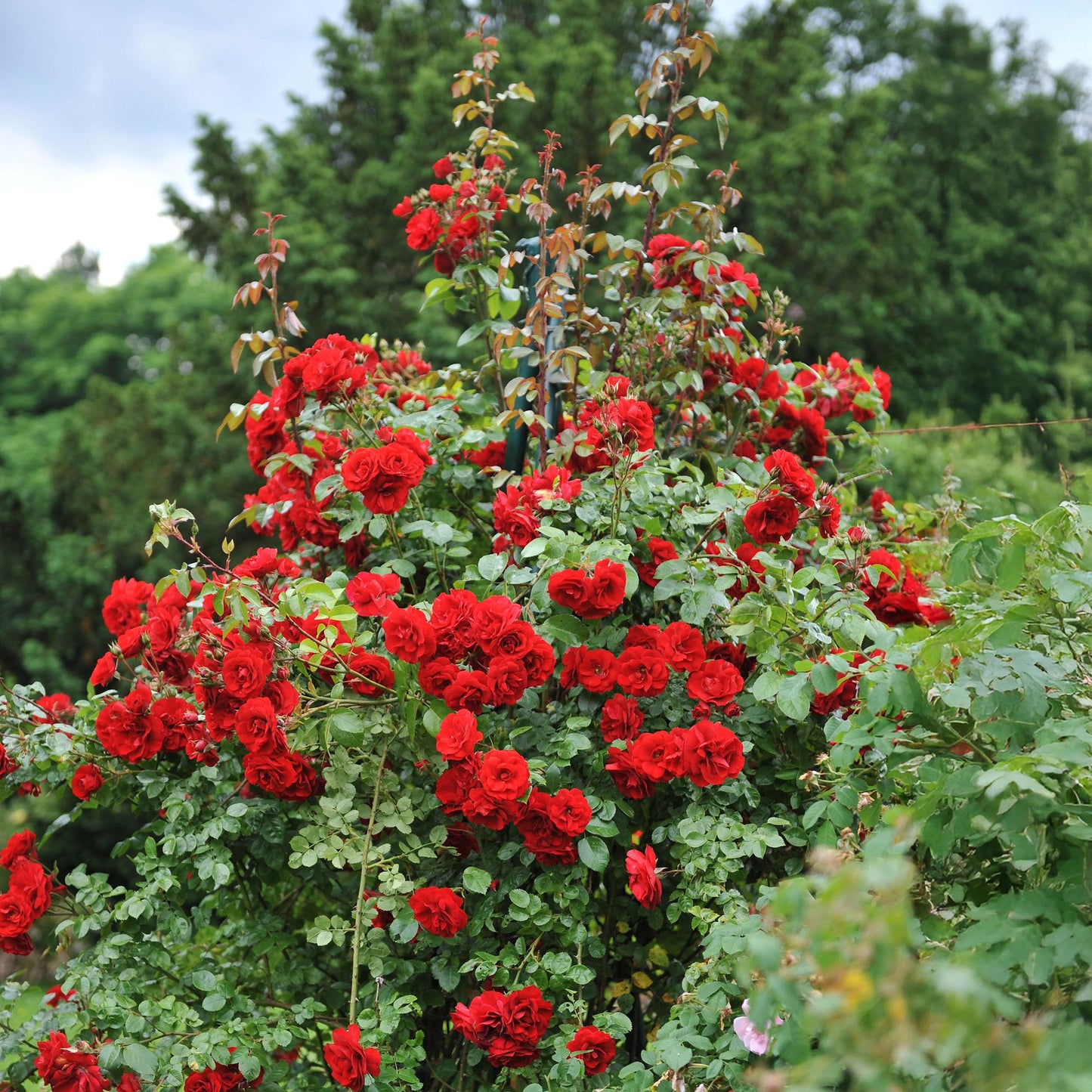 Rosa 'Red Queen' - Klimroos