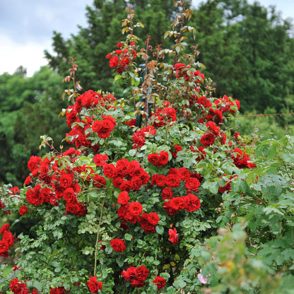 Rosa 'Red Queen' - Klimroos